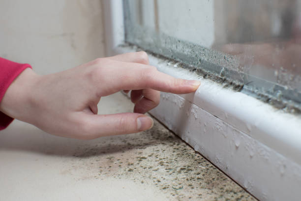 Mold Remediation for Vacation Homes in Fairmount, CO